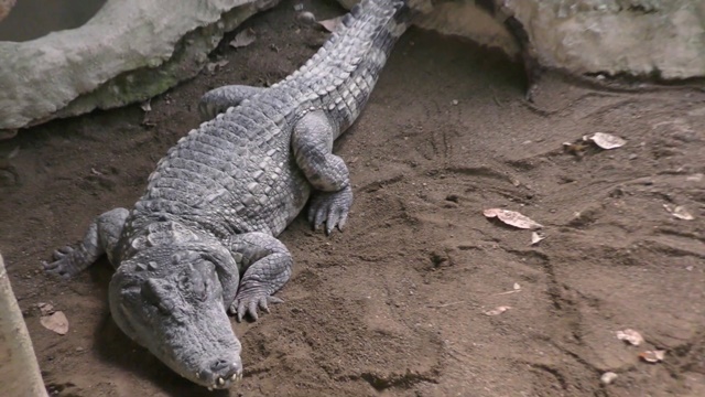シャムワニ