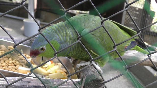 Lilac-crowned amazon