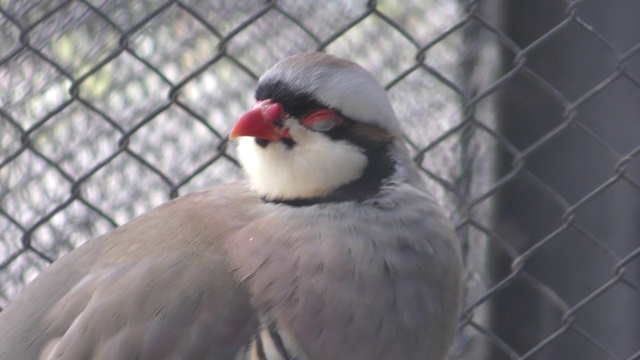 Chukar partridge