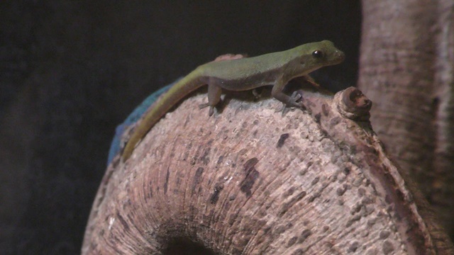Cameroon dwarf gecko