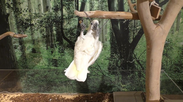 Greater sulphur-crested cockatoo