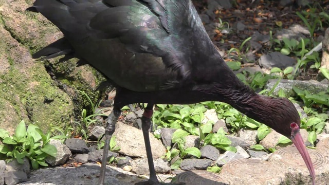Puna ibis