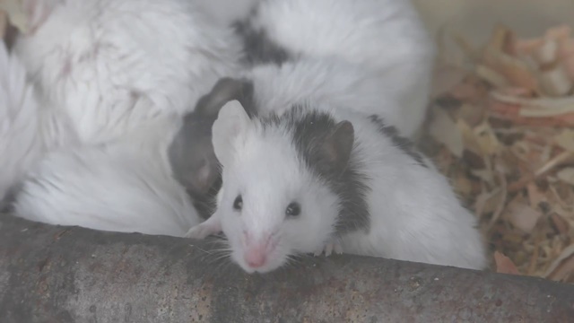 Panda mouse