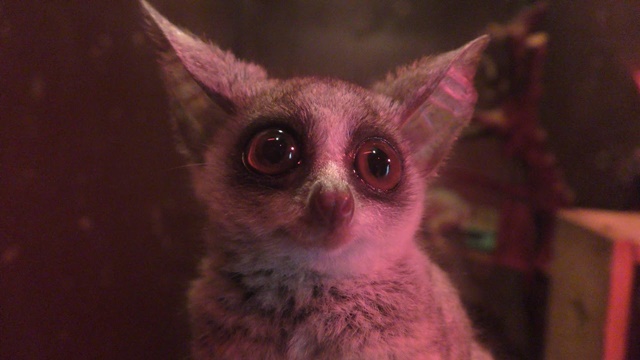 Senegal bushbaby