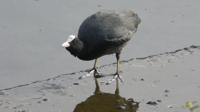 Black coot