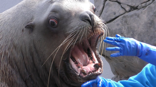 Nothern sea lion
