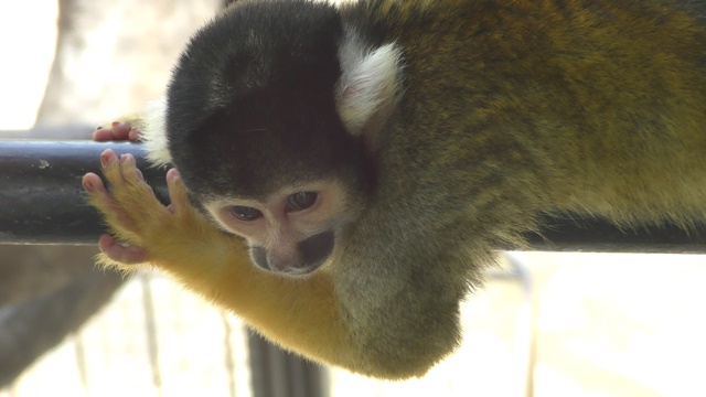 Black-capped squirrel monkey