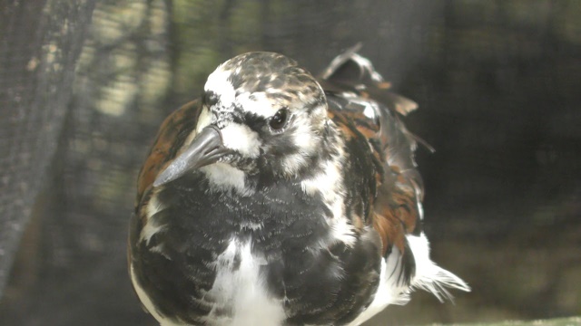 Ruddy turnstone