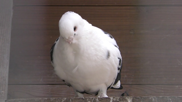 Fancy pigeon