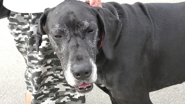 Great dane
