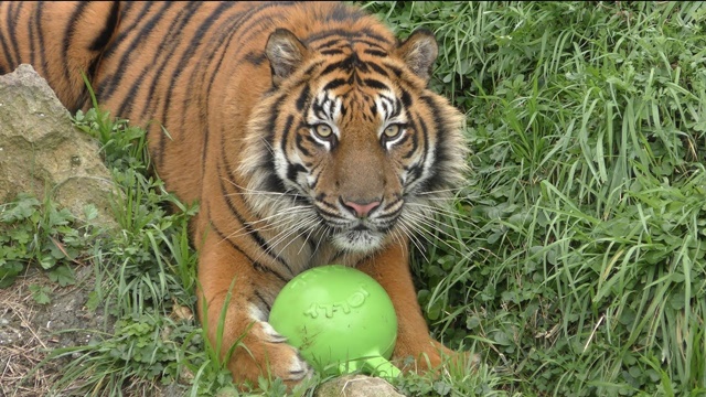 Sumatran tiger