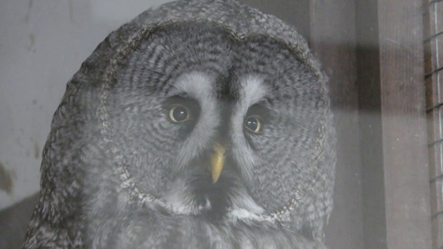 Great grey owl