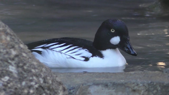 Common goldeneye
