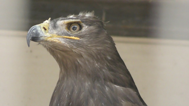 Steppe eagle