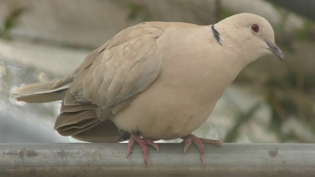 Ringneck dove