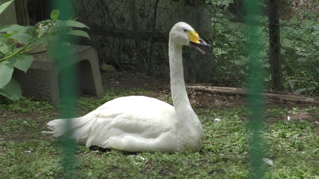 Whooper swan