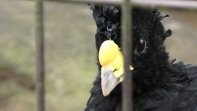 Great curassow