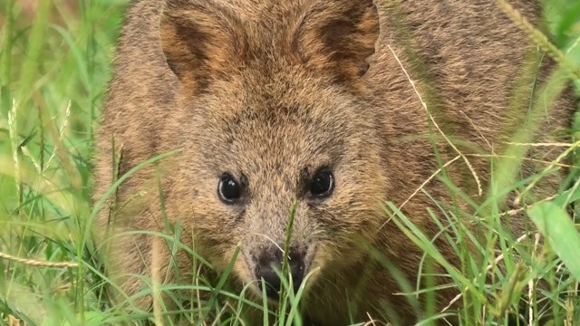 Quokka