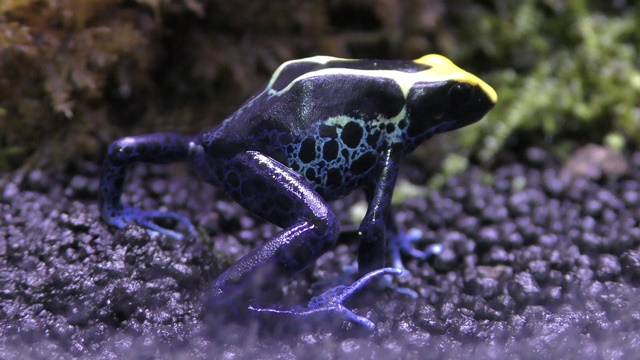 Dyeing poison dart frog
