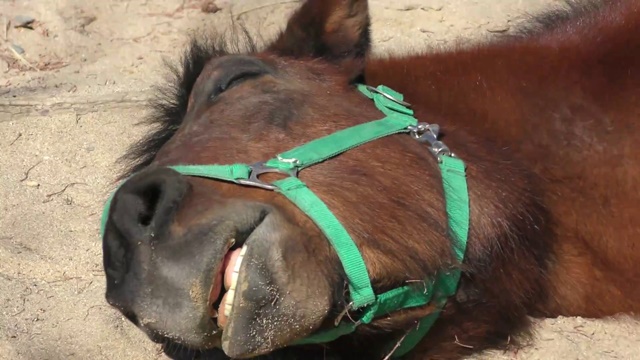 Kiso horse