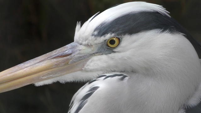 Grey heron