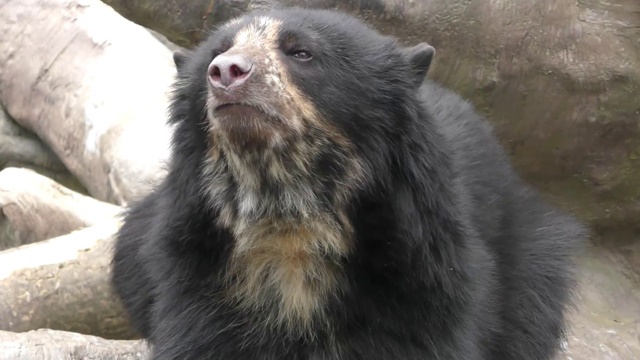 Spectacled bear