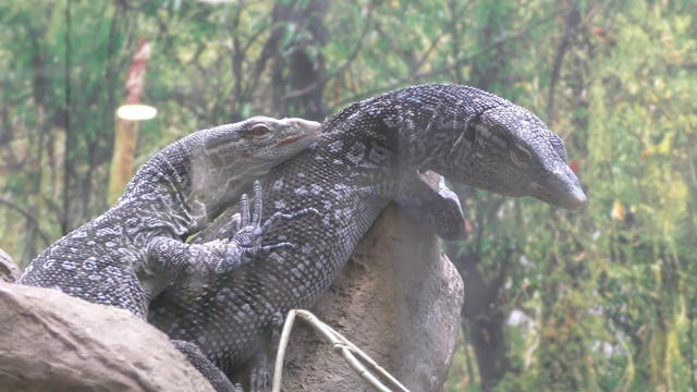 Blue-spotted tree monitor