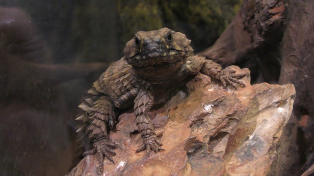 Armadillo girdled lizard